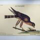 Vintage bird engraving - Hawk - Old animal board by Seligmann & Catesby