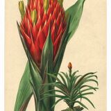 Botanical engraving from 1896 by Descamps-Sabouret • Caraguata conifer • Old lithograph
