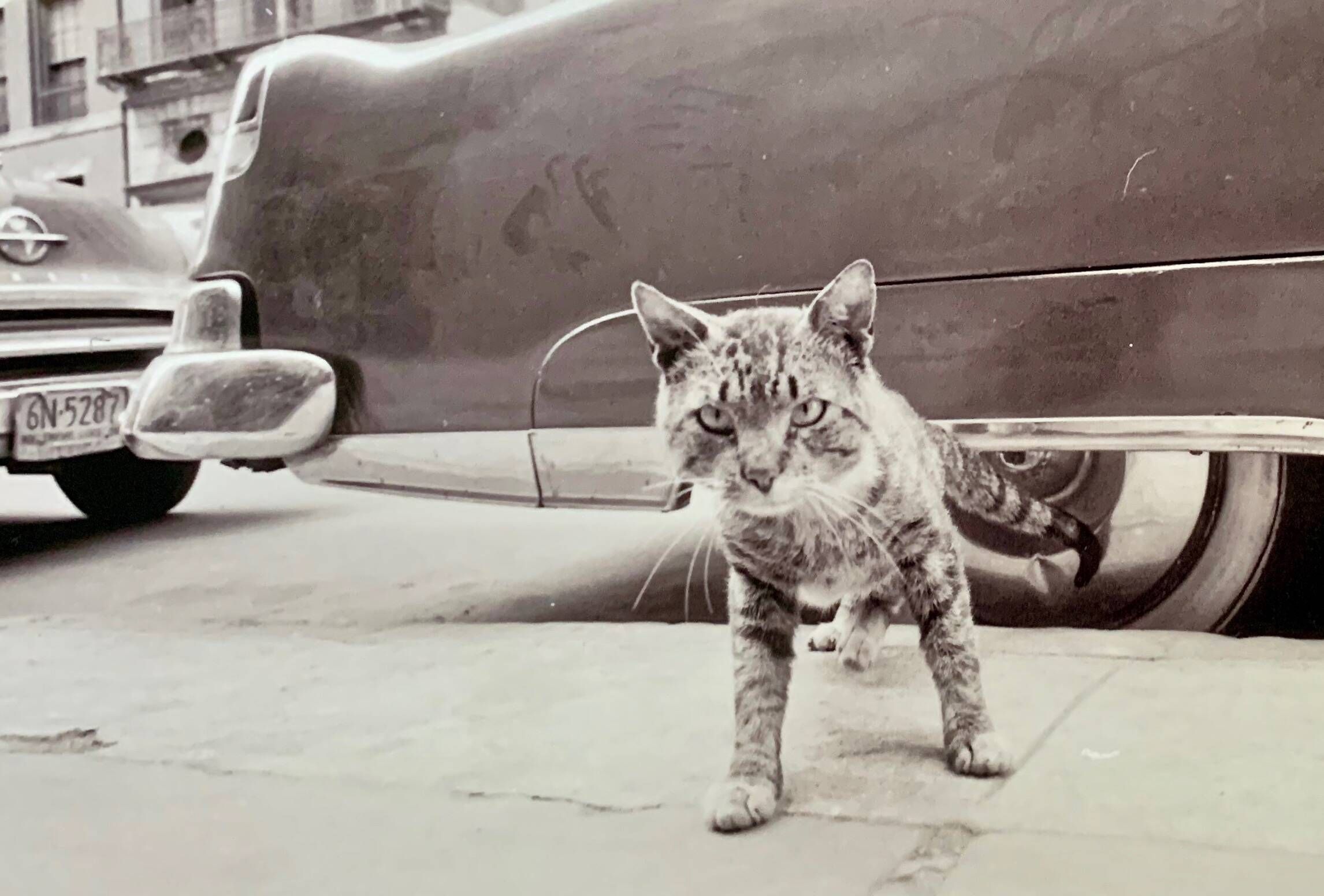“Cat on Sidewalk” – New York City, 1958 fine art photo by Angelo Rizzuto