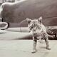 “Cat on Sidewalk” – New York City, 1958 fine art photo by Angelo Rizzuto