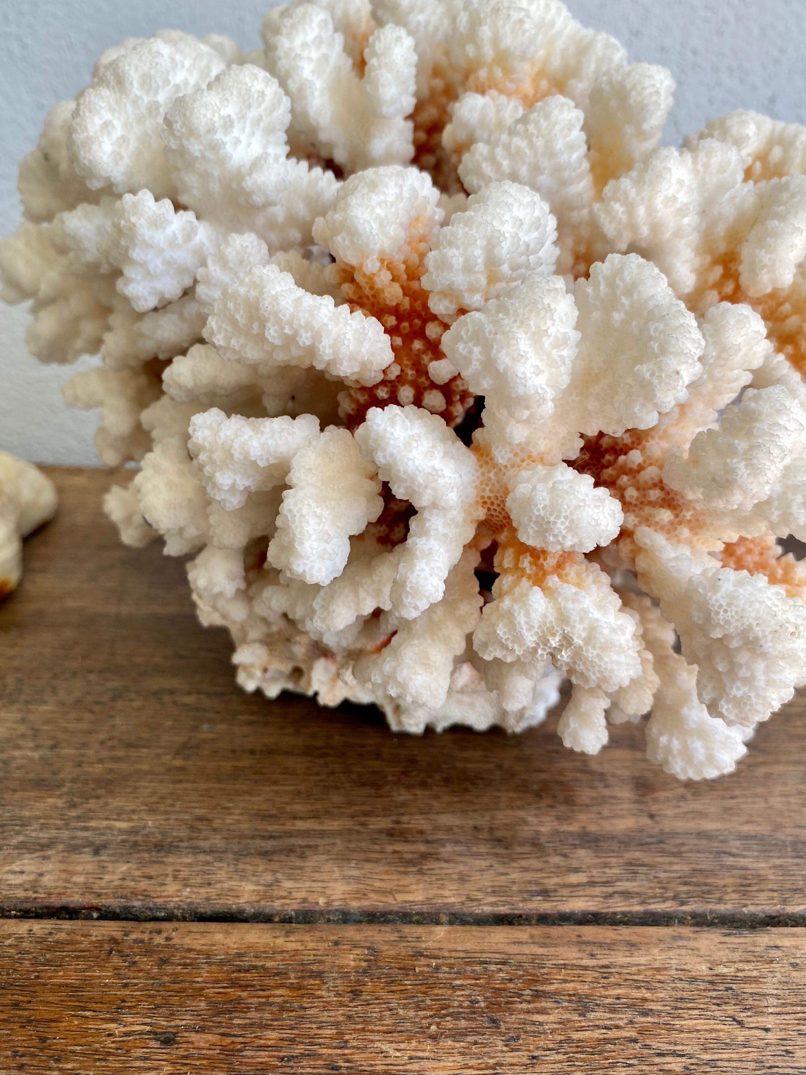 Coral XXL on its foot