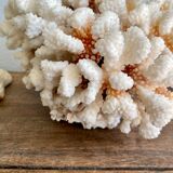 Coral XXL on its foot