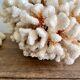 Corail XXL sur son pied