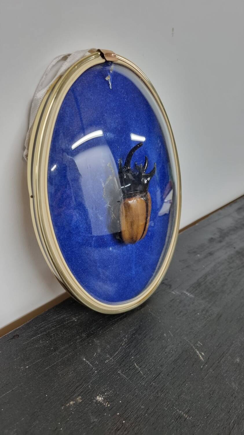 Beetle entomology box