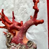 Red coral
