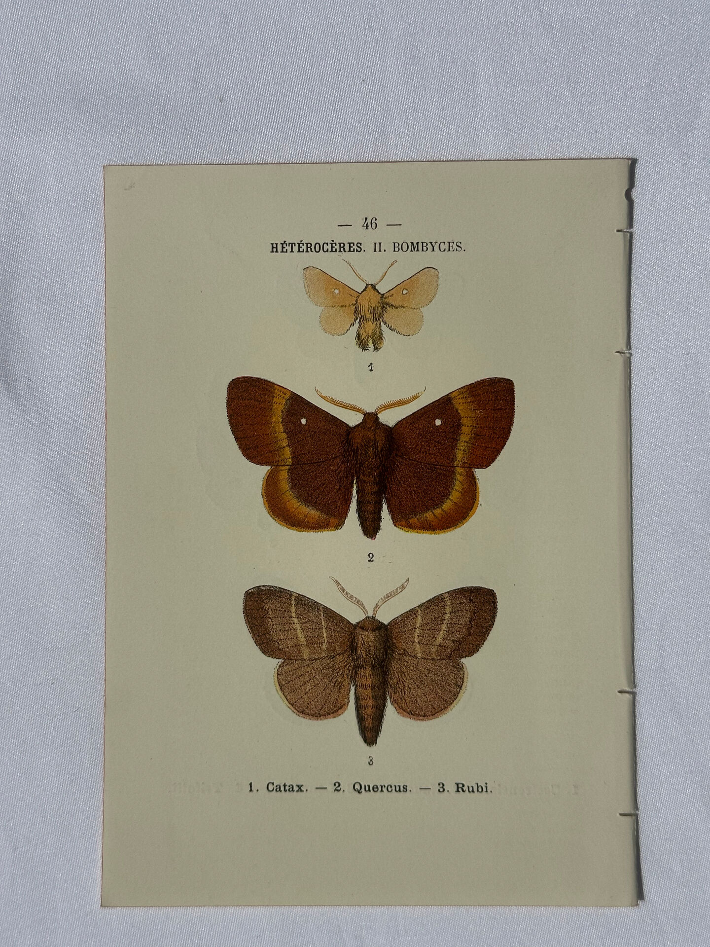 🦋 Botanical Plate Engraving of a Butterfly, 19th Century Naturalist, Front Side