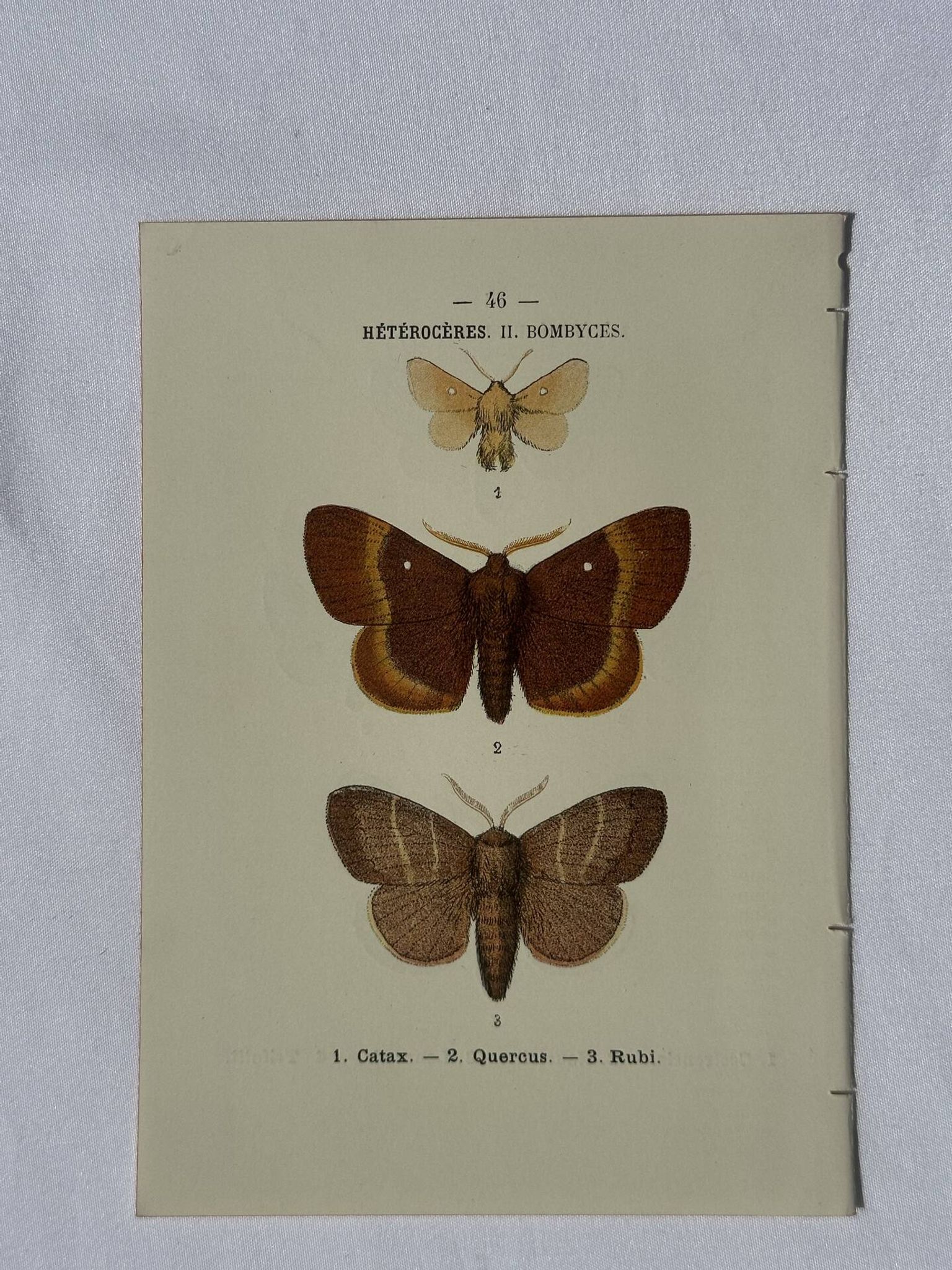 🦋 Botanical Plate Engraving of a Butterfly, 19th Century Naturalist, Front Side