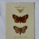 🦋 Botanical Plate Engraving of a Butterfly, 19th Century Naturalist, Front Side