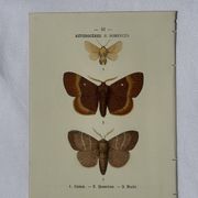 🦋 Botanical Plate Engraving of a Butterfly, 19th Century Naturalist, Front Side