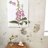 Lithographed poster pharmacy flower