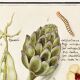 Small poster on "artichoke and physalis", after an old engraving by