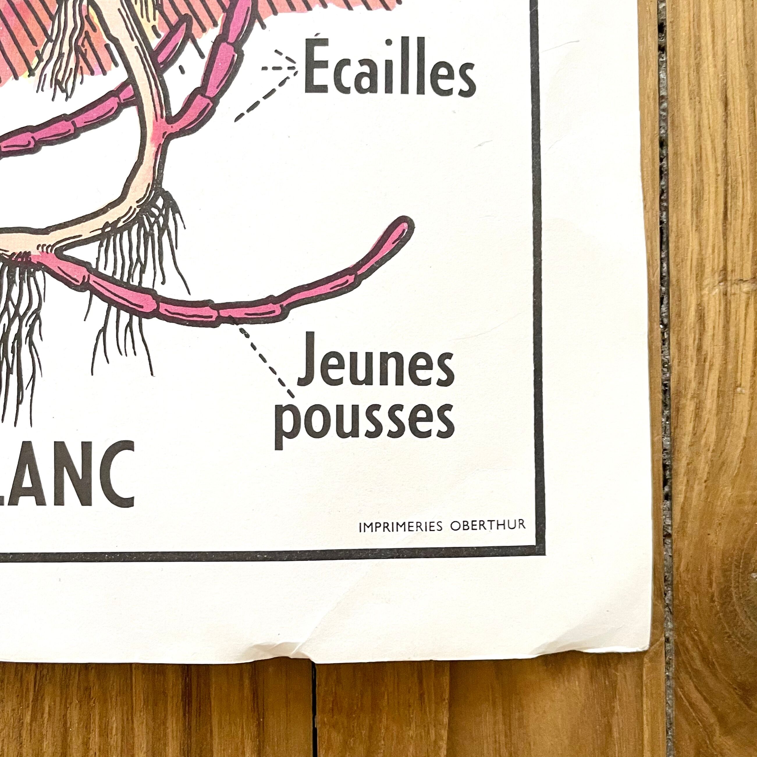 School poster primulaceae, labiae/potato, solanées