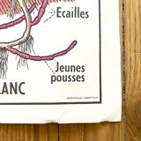 School poster primulaceae, labiae/potato, solanées