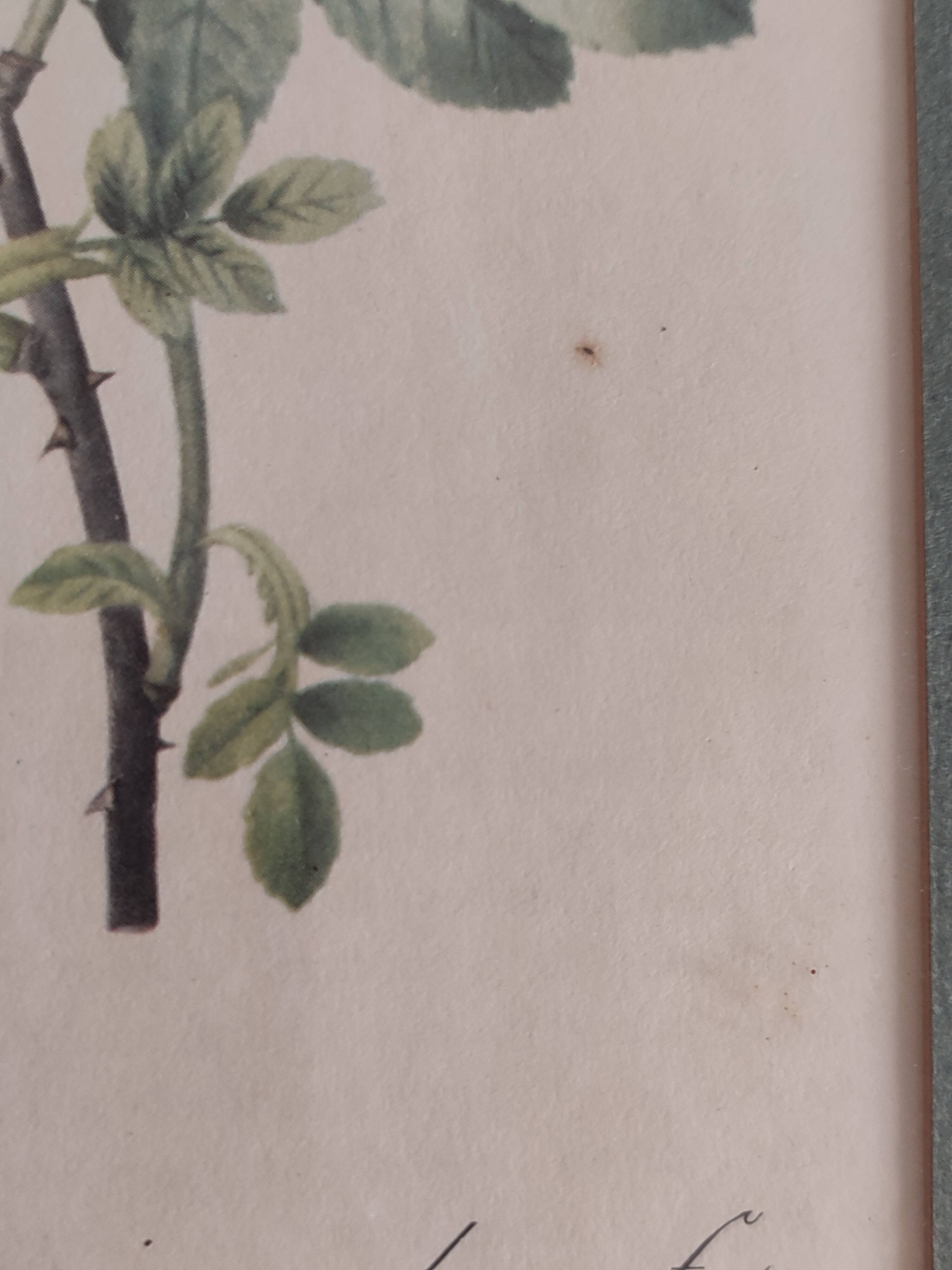 Botanical board by Redouté