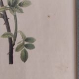 Botanical board by Redouté