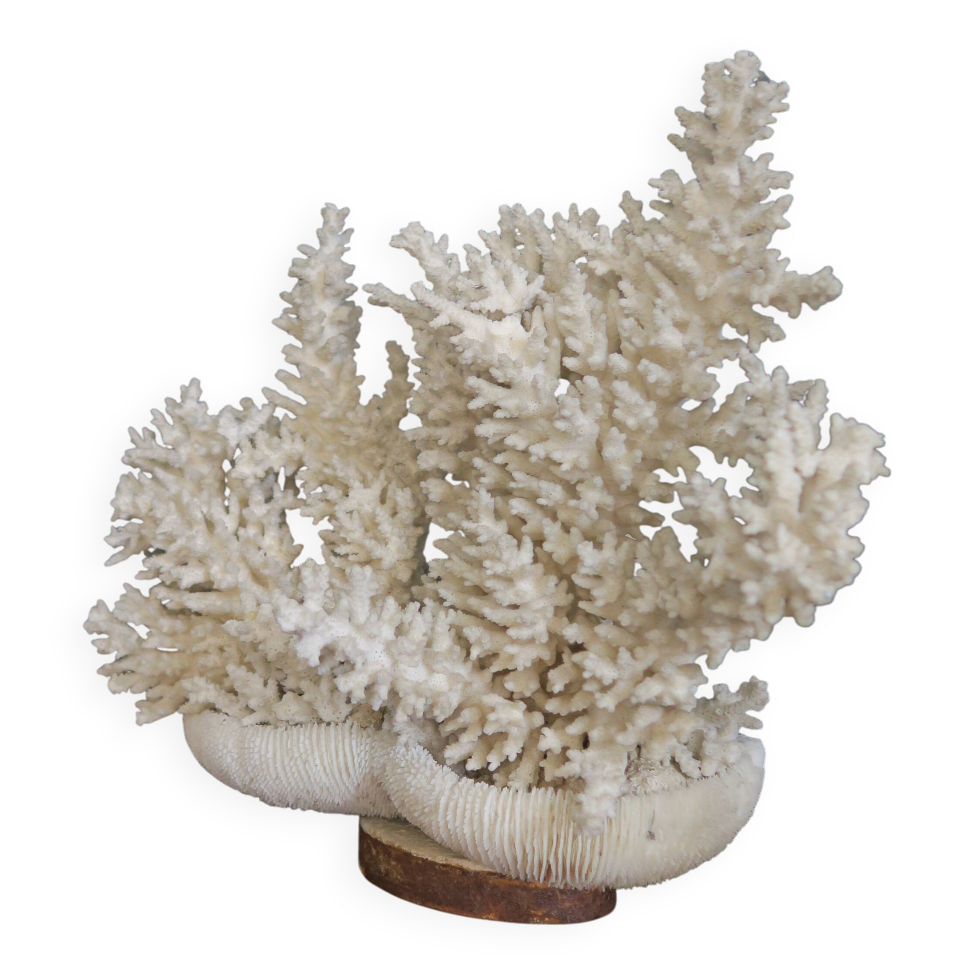 Natural white coral