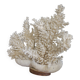 Corail naturel blanc