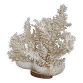 Corail naturel blanc