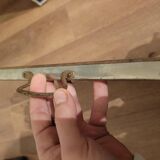 Vintage tray