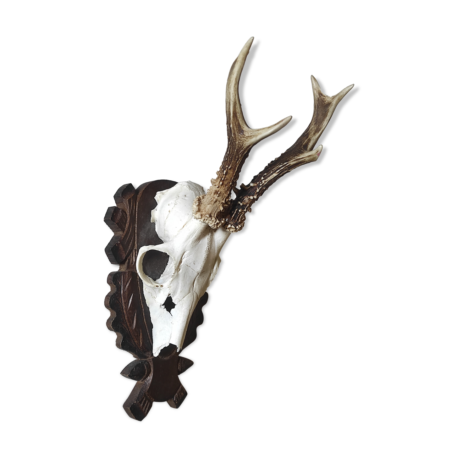 Massacre trophée chasse jeune cerf sur écusson en bois sculpté avec feuilles de chêne et glands