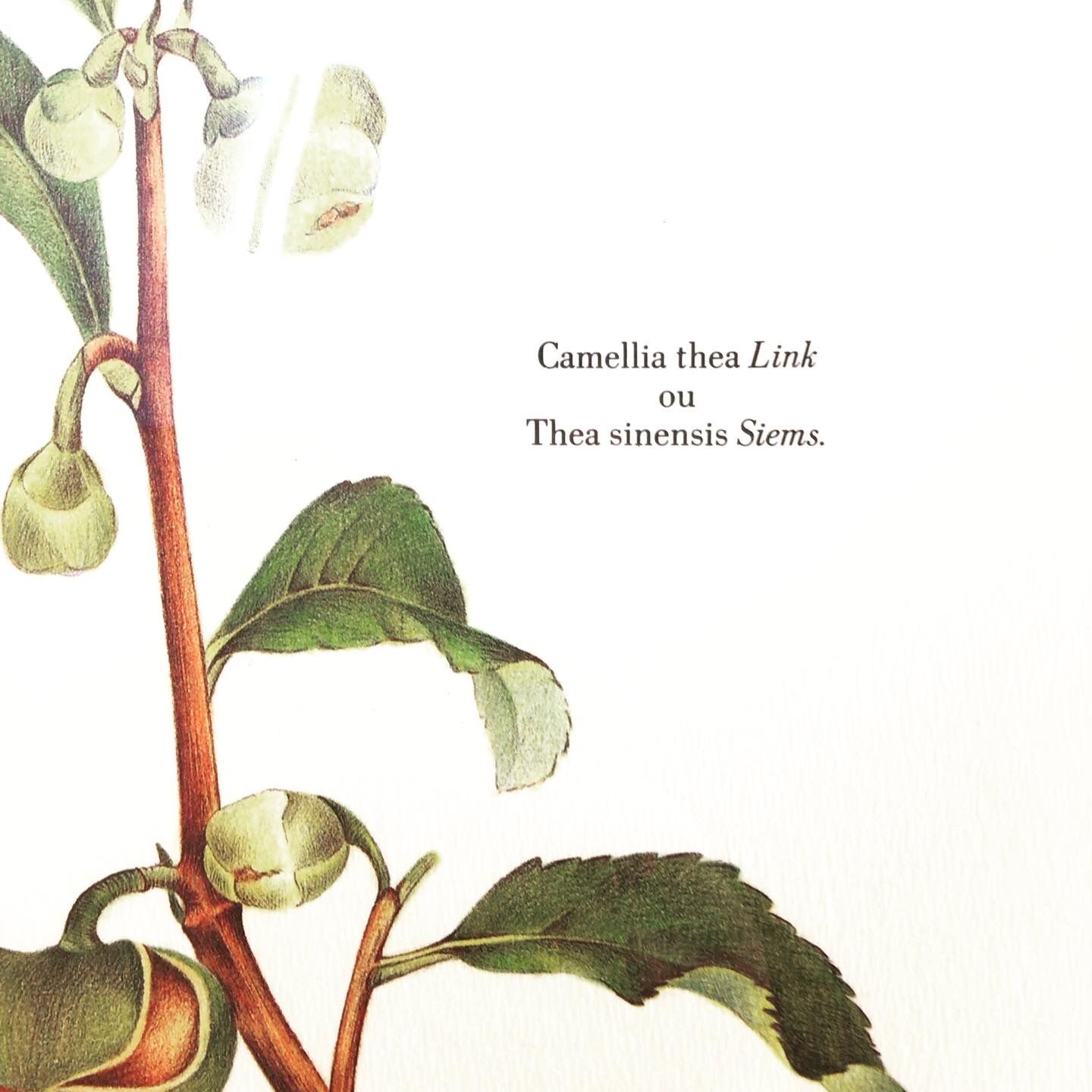 Frame of a botanical poster: The Teaier