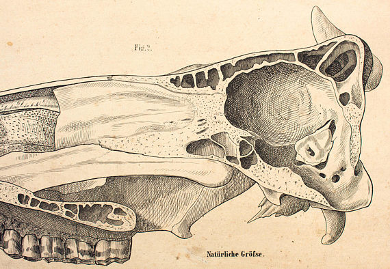 Breeding poster, Hermann von Nathusius (1809-1879), 1859