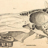 Affiche élevage, Hermann von Nathusius(1809-1879), 1859