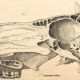 Breeding poster, Hermann von Nathusius (1809-1879), 1859