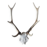 Trophée de cerf