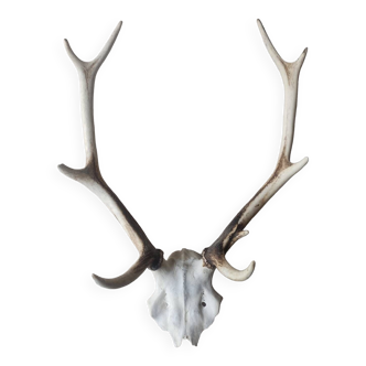 Deer trophy