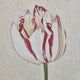 La Roche Laffitte (Born in 1943) - Watercolour drawing on silk - Tulip