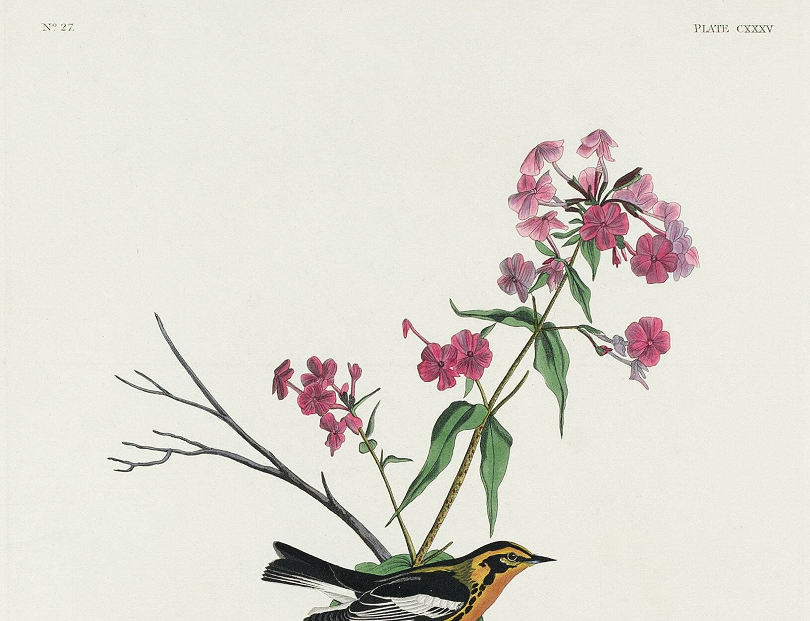 Poster of the Orange-throated Warbler, after an old engraving