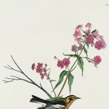 Poster of the Orange-throated Warbler, after an old engraving