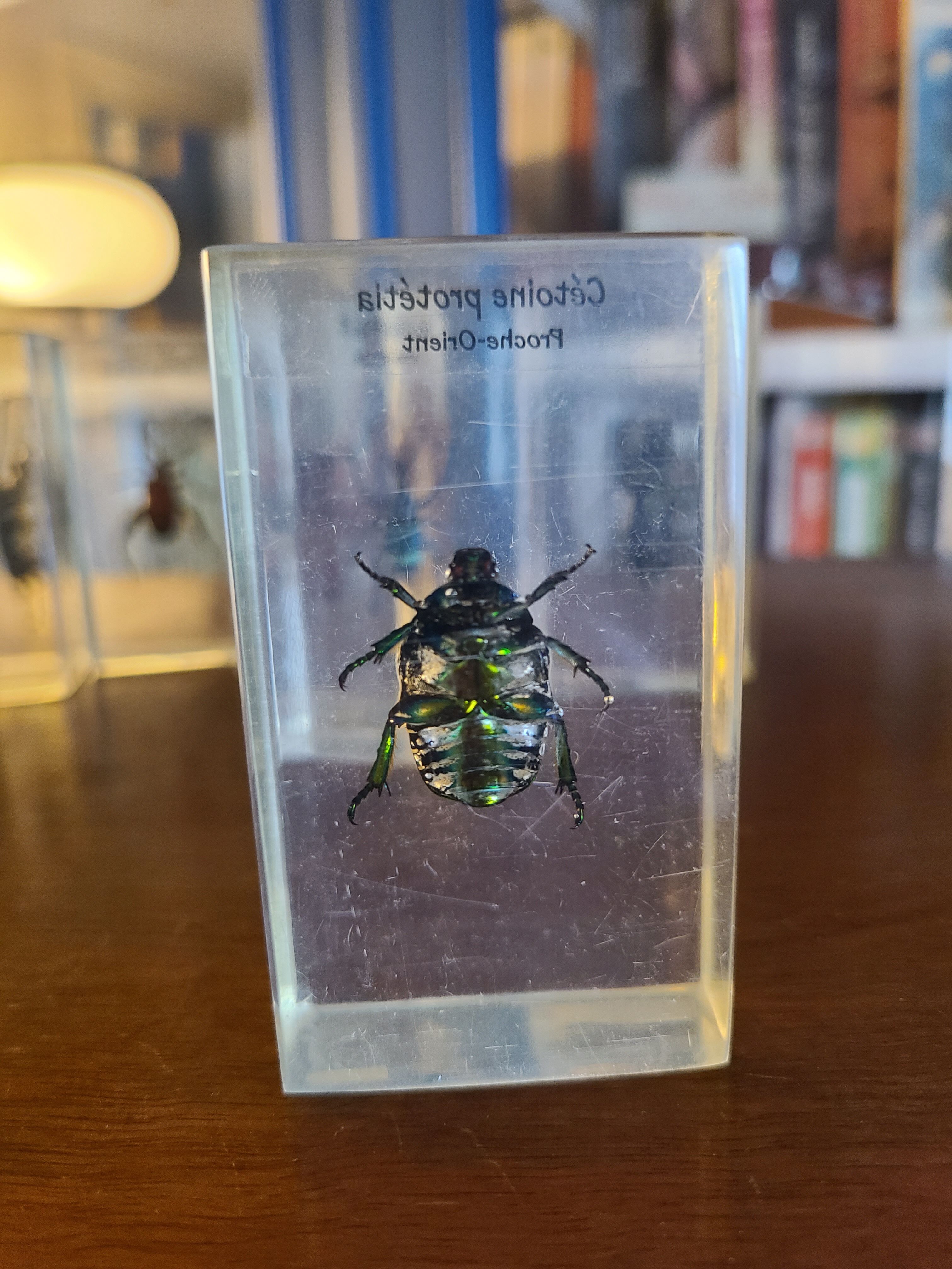 Insects under vintage resin