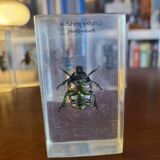 Insects under vintage resin