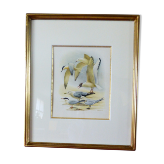 Enhanced drawing former collection Hepatior N ° 21