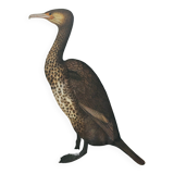 Old board -Great Cormorant- Vintage zoological and ornithological illustration - Bird