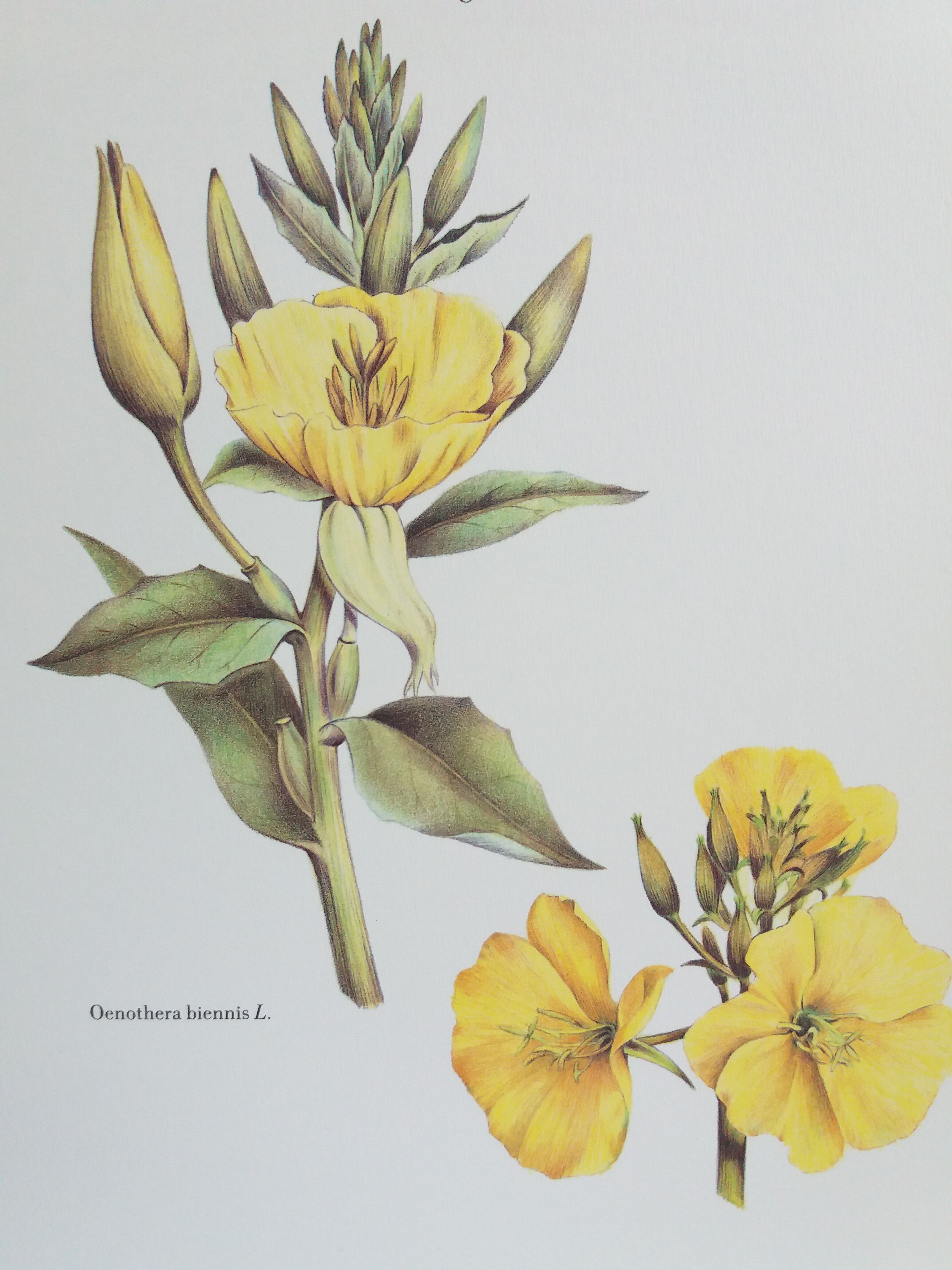 Botanical plank "Onagre"