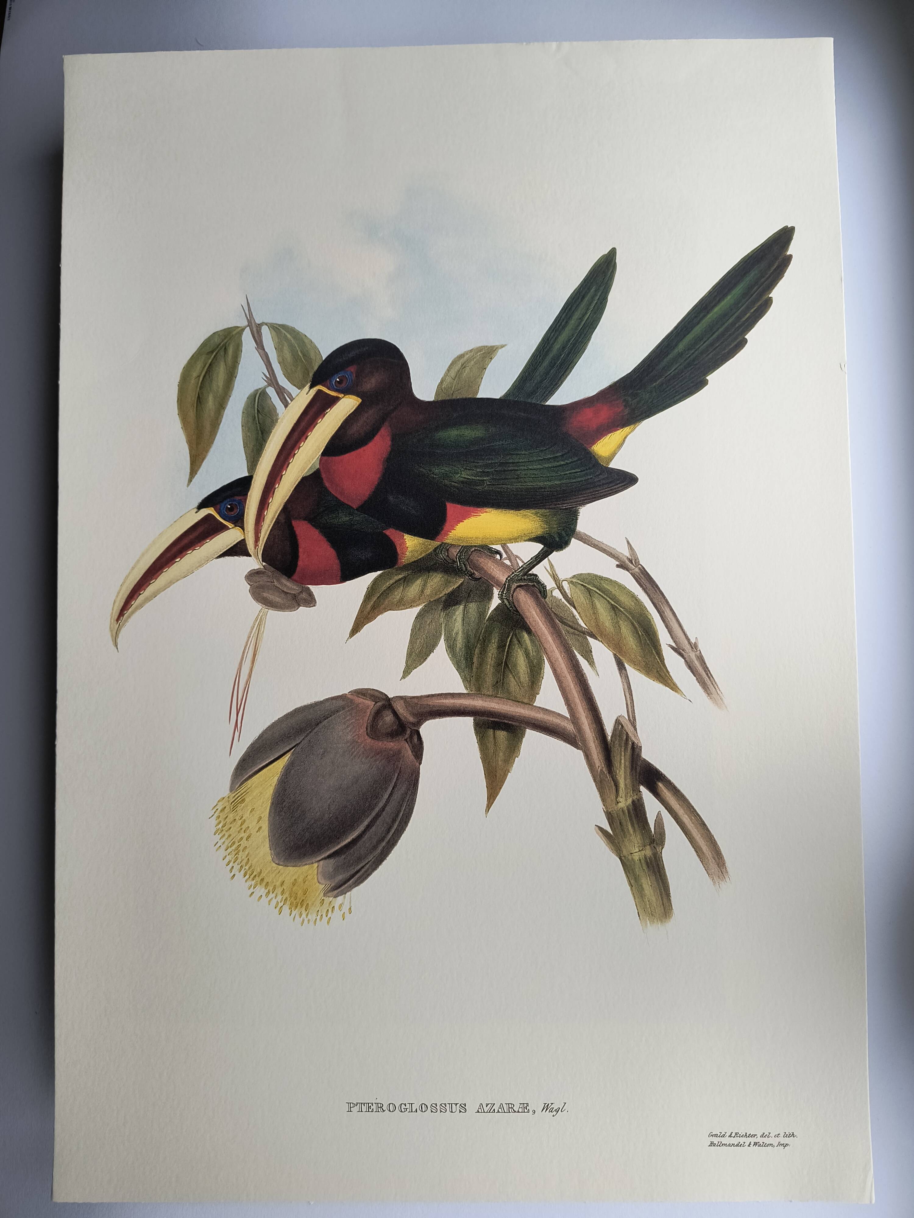 Illustration nature - Toucan Azarae - par Gould - planche jungle