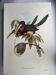 Nature illustration - Azarae Toucan - by Gould - jungle scene