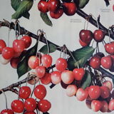 Old cherry poster