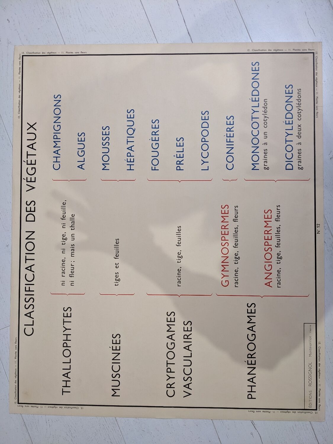 Old poster yRossignol 50s botany plants without flower