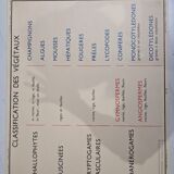 Old poster yRossignol 50s botany plants without flower