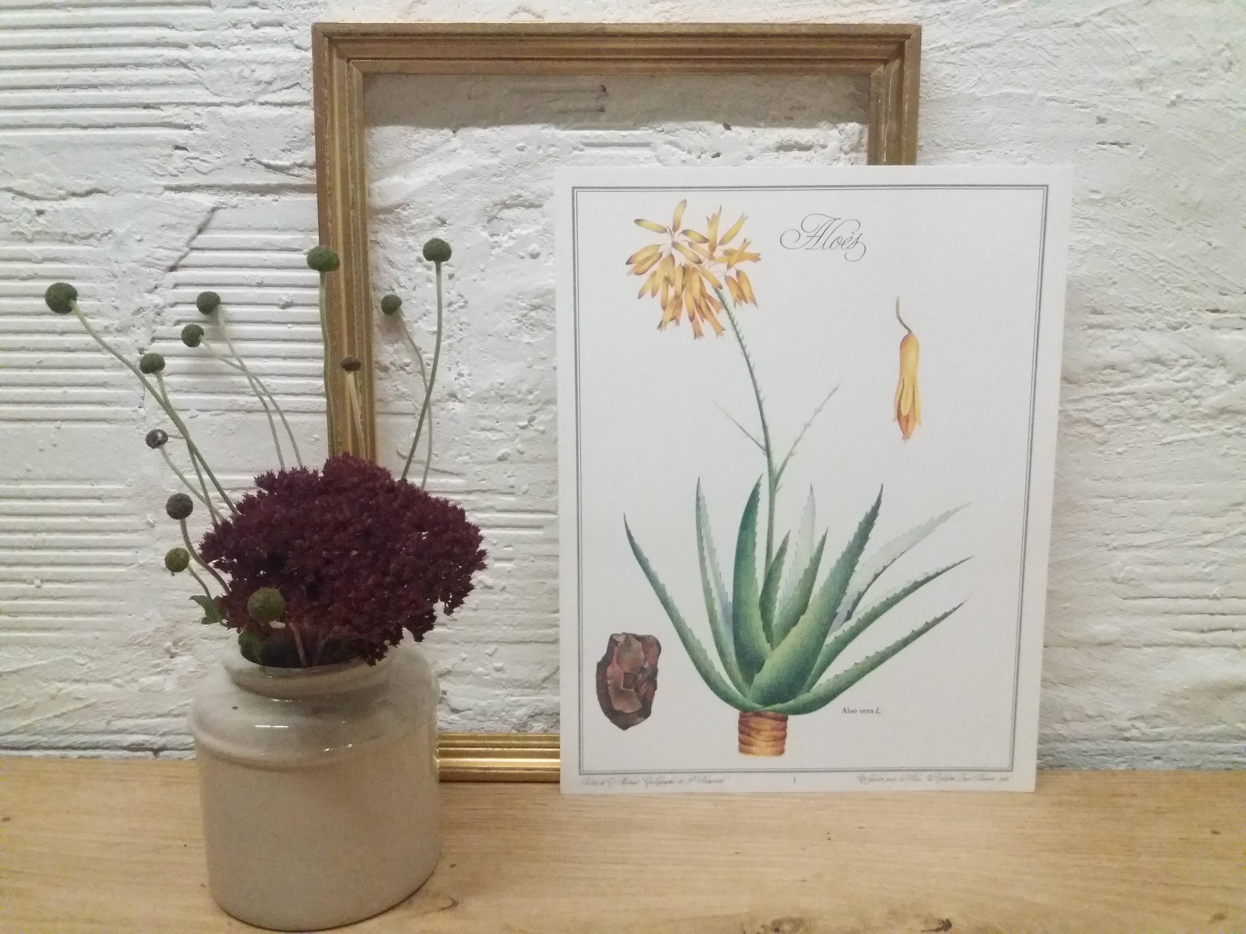 Botanical plank Aloès