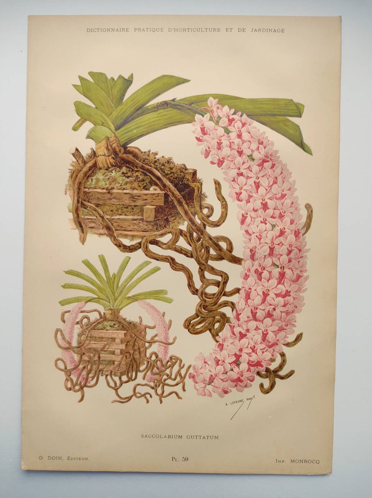Botanical plate from 1897 - Spotted Saccolabium - Original old flower engraving by A.Lefevre