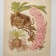 Botanical plate from 1897 - Spotted Saccolabium - Original old flower engraving by A.Lefevre
