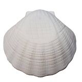 Set of 6 porcelain biscuit scallops