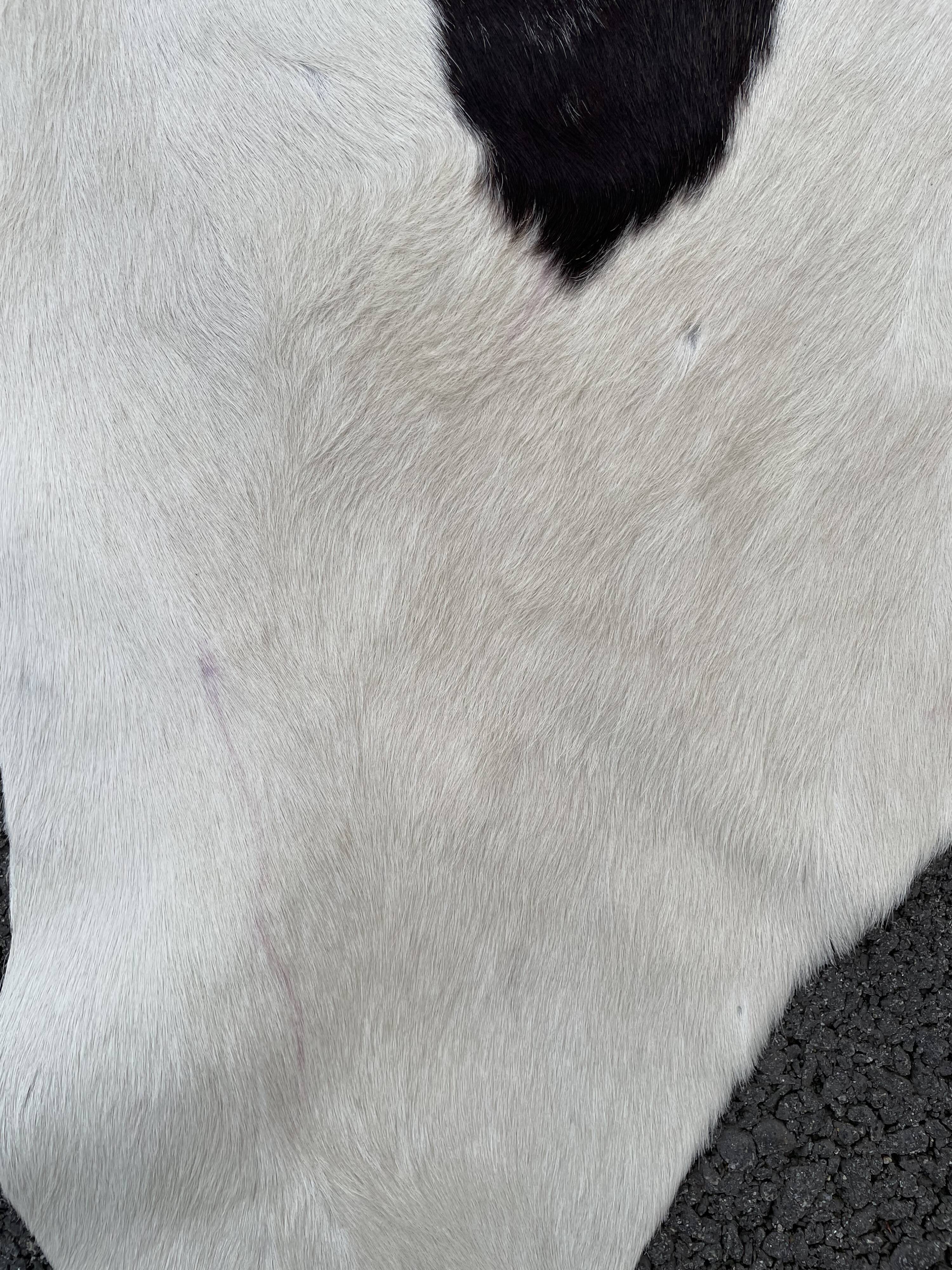 Cowhide mat 210x250cm