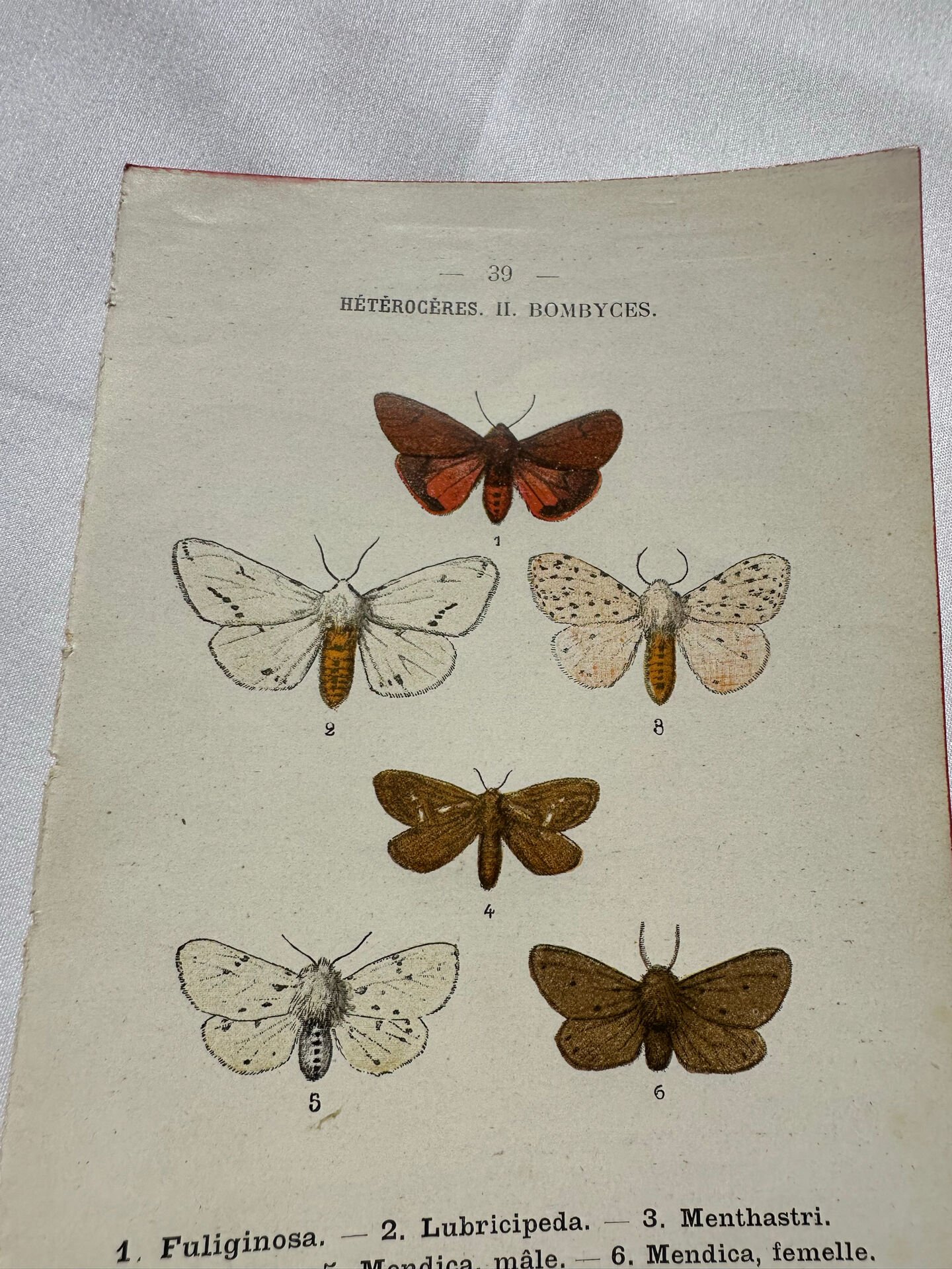 Gravure naturaliste  Papillon 19eme affiche botanique originale 1800