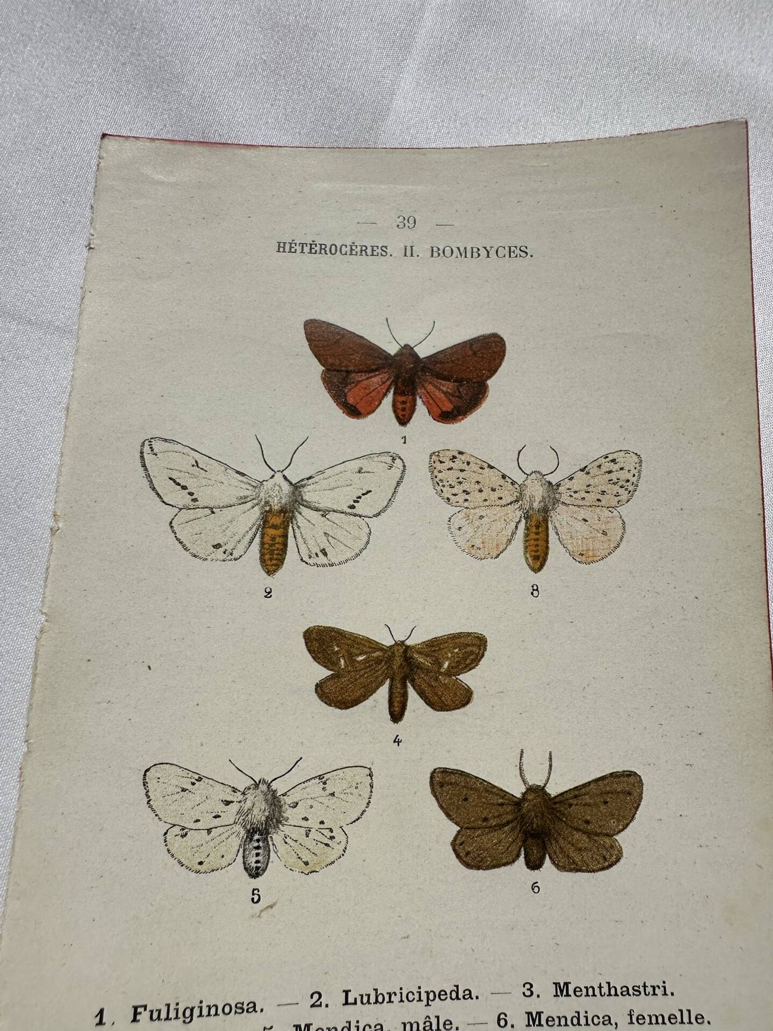 Naturalist engraving Butterfly 19th-century original botanical poster 1800